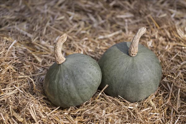 Cucurbita maxima