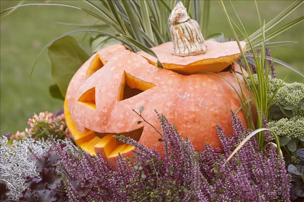 Cucurbita maxima