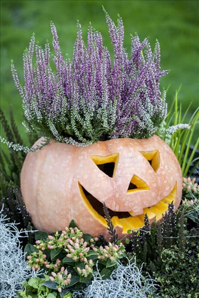 Cucurbita maxima