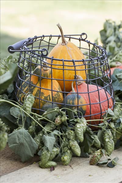 Cucurbita maxima