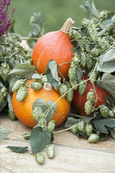 Cucurbita maxima