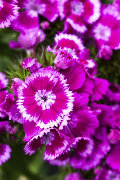 Dianthus barbatus