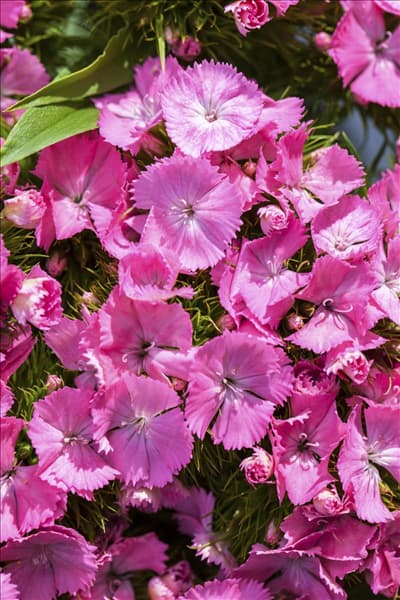 Dianthus barbatus