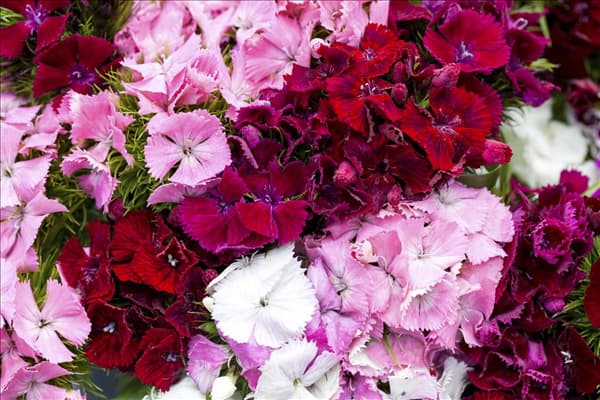 Dianthus barbatus