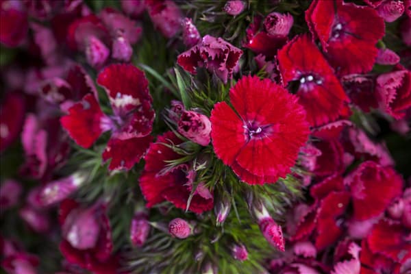 Dianthus barbatus