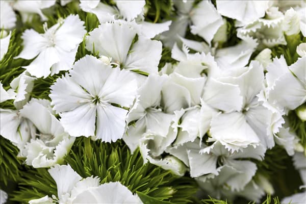 Dianthus barbatus