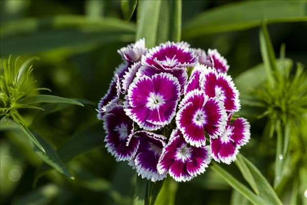 Dianthus barbatus