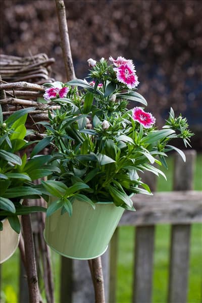 Dianthus