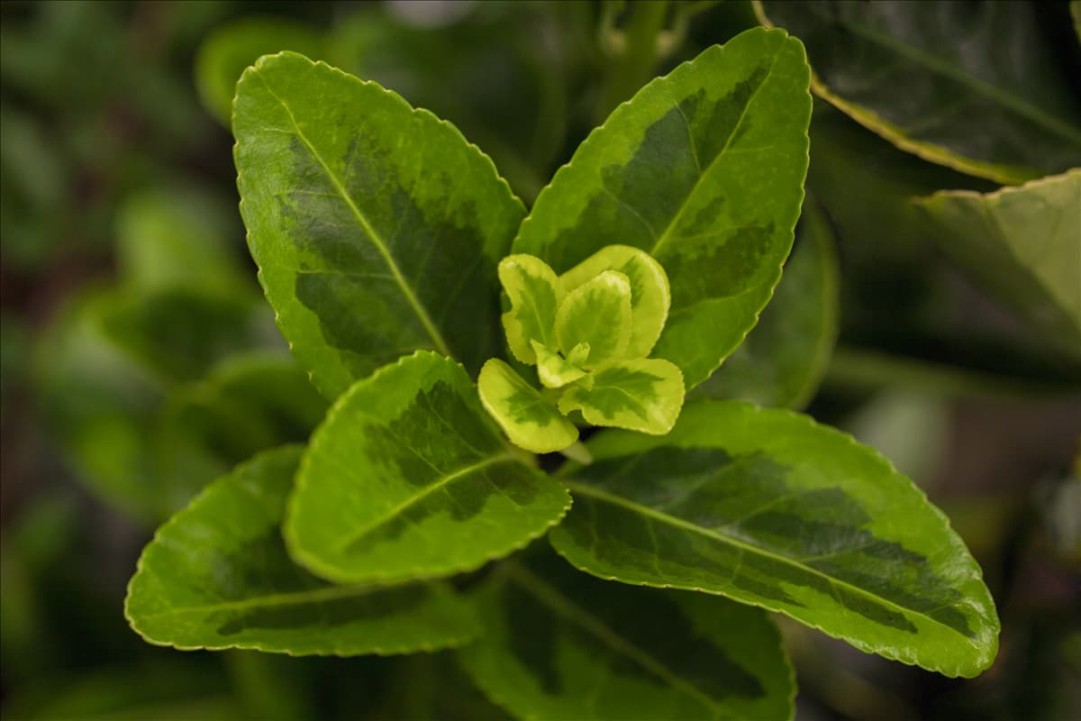 Euonymus japonicus 'Aureomarginatus'