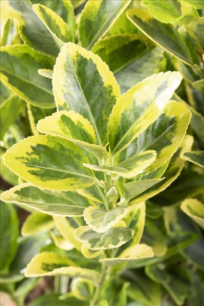 Euonymus japonicus 'Aureomarginatus'