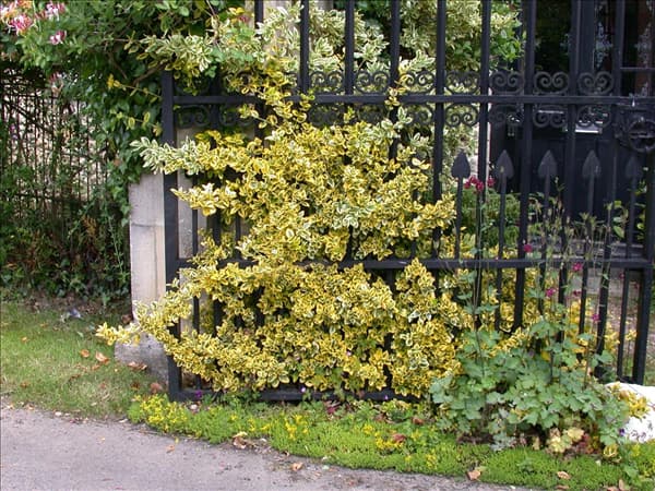 Euonymus japonicus 'Aureomarginatus'