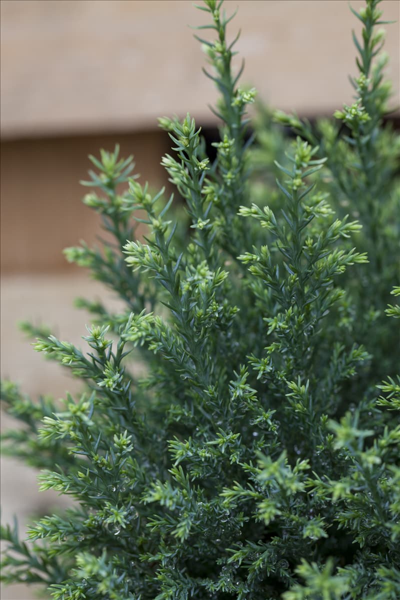 Chamaecyparis lawsoniana 'Snow White'®