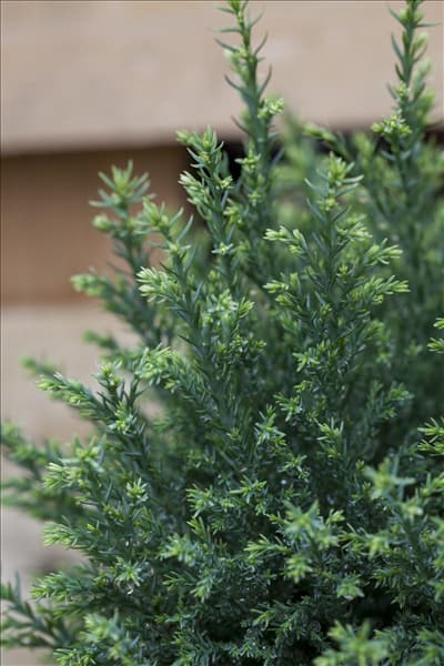 Chamaecyparis lawsoniana 'Snow White'®