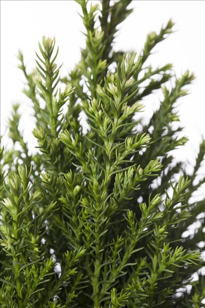 Chamaecyparis lawsoniana 'Snow White'®