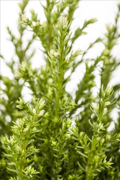Chamaecyparis lawsoniana 'Snow White'®
