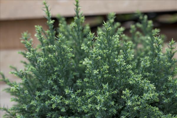 Chamaecyparis lawsoniana 'Snow White'®
