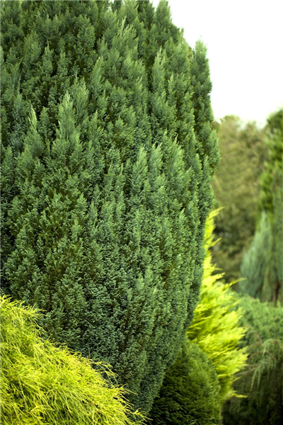 Chamaecyparis lawsoniana 'Snow White'®