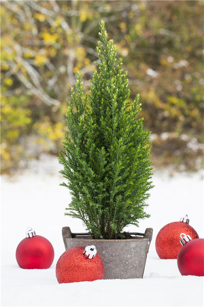 Chamaecyparis lawsoniana 'Snow White'®