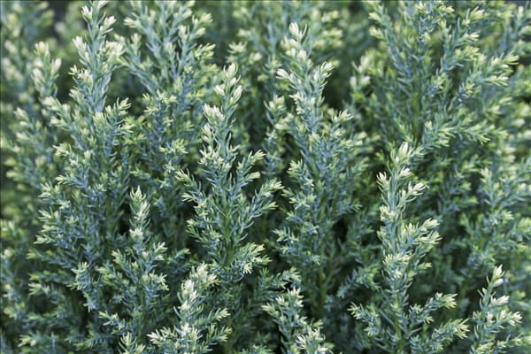 Chamaecyparis lawsoniana 'Snow White'®