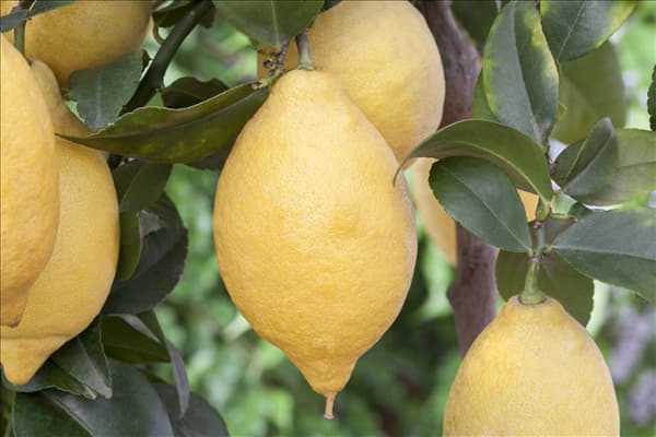Citrus limon