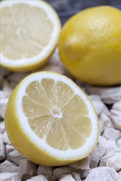 Citrus limon