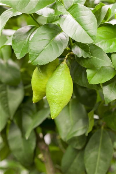 Citrus limon