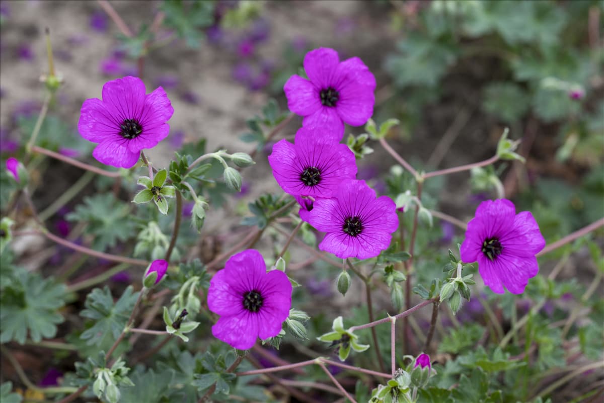 Geranium cinereum var. subcaulescens