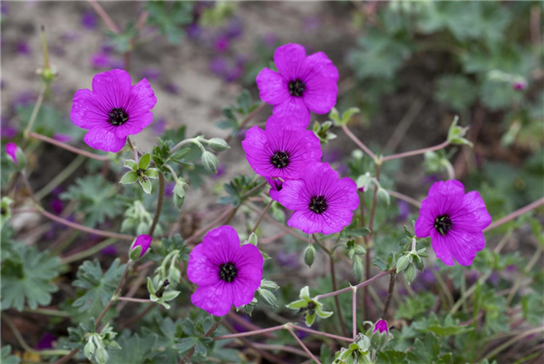 Geranium cinereum