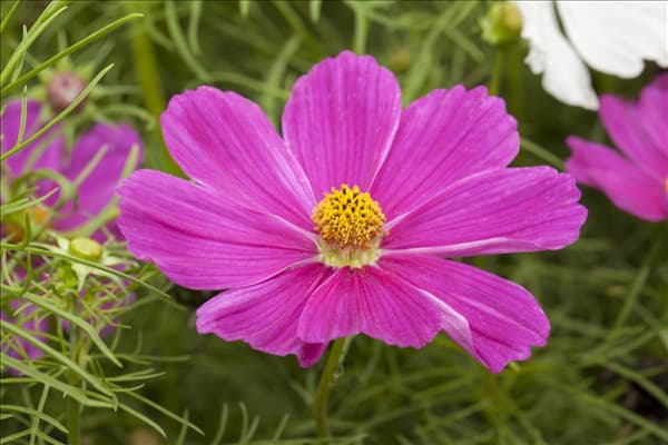Cosmos bipinnatus