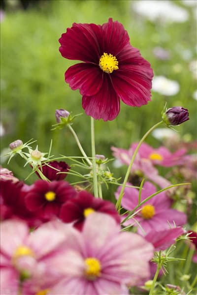 Cosmos bipinnatus