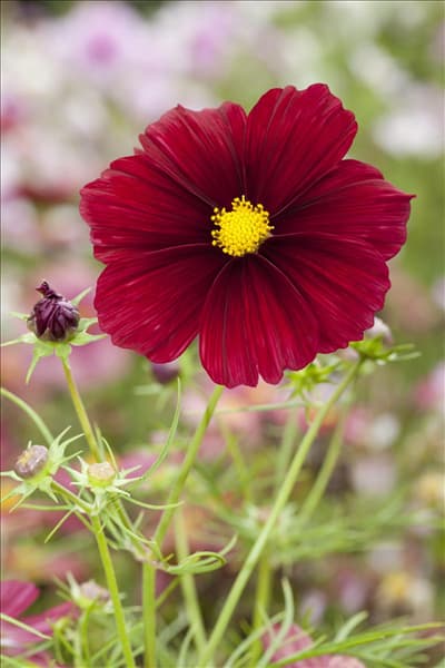 Cosmos bipinnatus