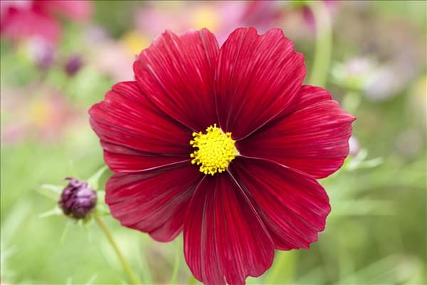 Cosmos bipinnatus