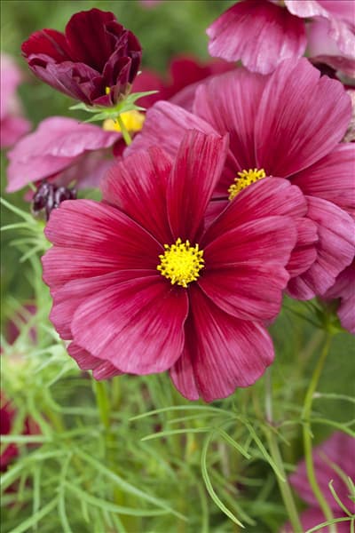 Cosmos bipinnatus