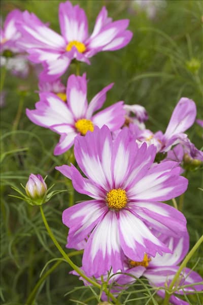 Cosmos bipinnatus