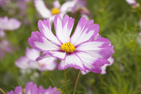 Cosmos bipinnatus