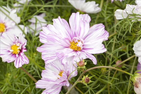 Cosmos bipinnatus