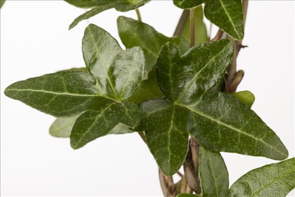Hedera helix