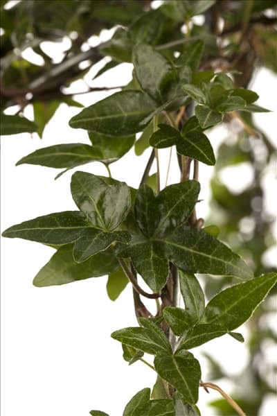 Hedera helix
