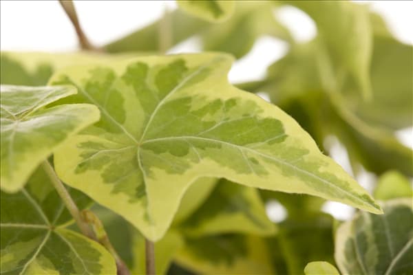 Hedera helix