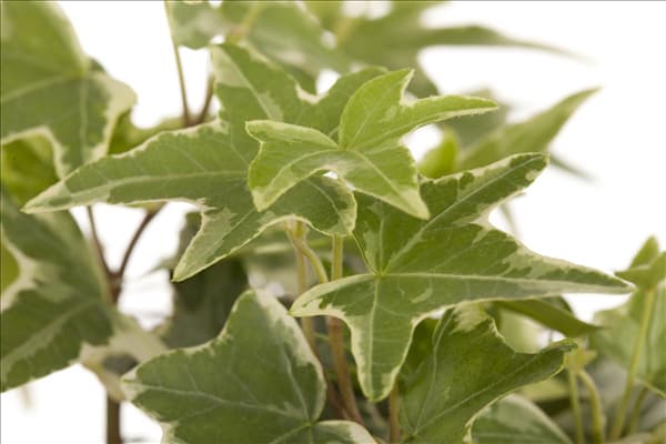 Hedera helix
