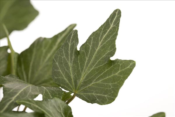 Hedera helix
