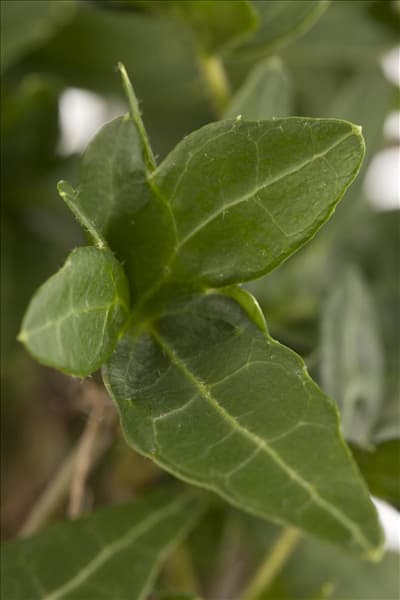 Hedera helix