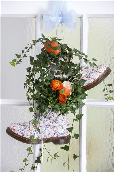 Hedera helix