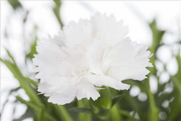 Dianthus caryophyllus