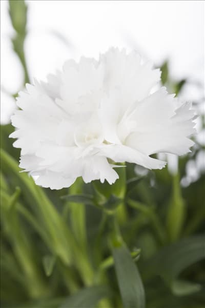 Dianthus caryophyllus