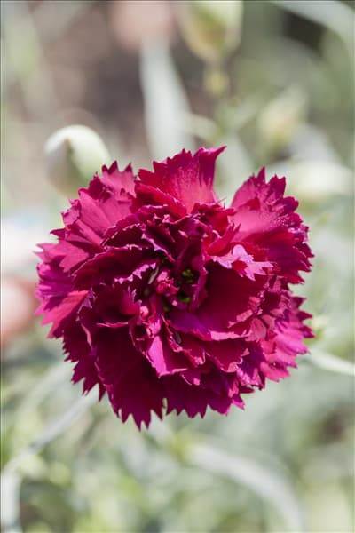 Dianthus caryophyllus