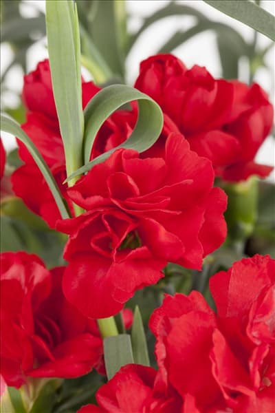 Dianthus caryophyllus