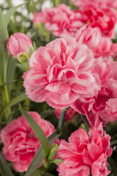 Dianthus caryophyllus