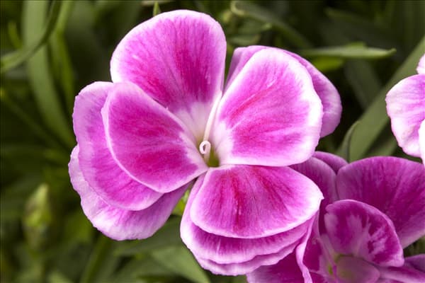 Dianthus caryophyllus