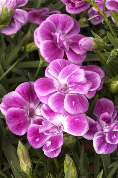 Dianthus caryophyllus